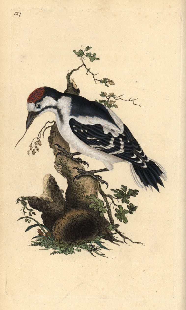 Mellemplettet spætte, Dendrocopos medius. Håndfarvet kobberplade tegnet og graveret af Edward Donovan fra hans egen "Natural History of British Birds," London af Edward Donovan