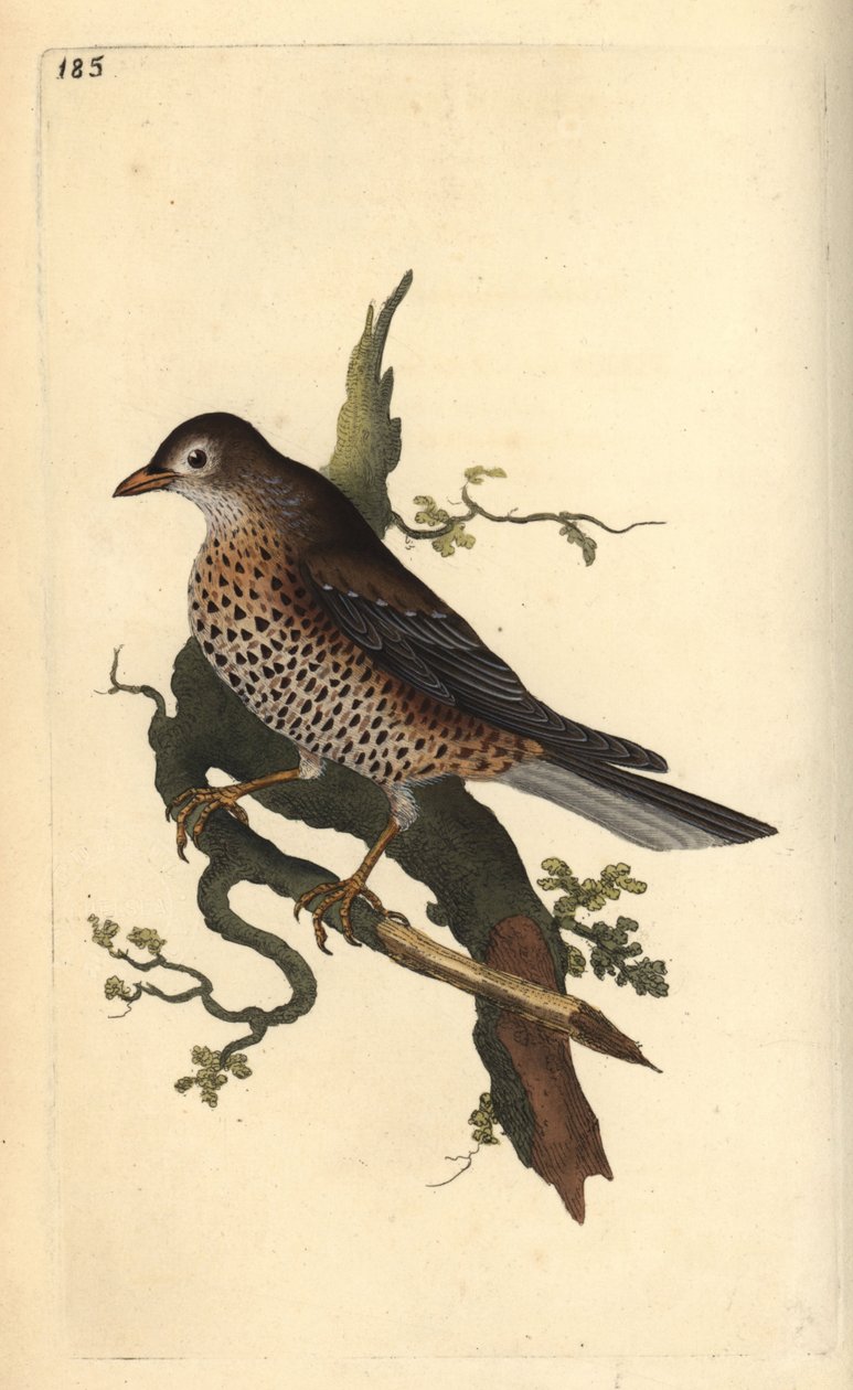 Misteldrossel, Turdus viscivorus. Håndkoloreret kobberstik tegnet og graveret af Edward Donovan efter hans egen "Natural History of British Birds", London af Edward Donovan