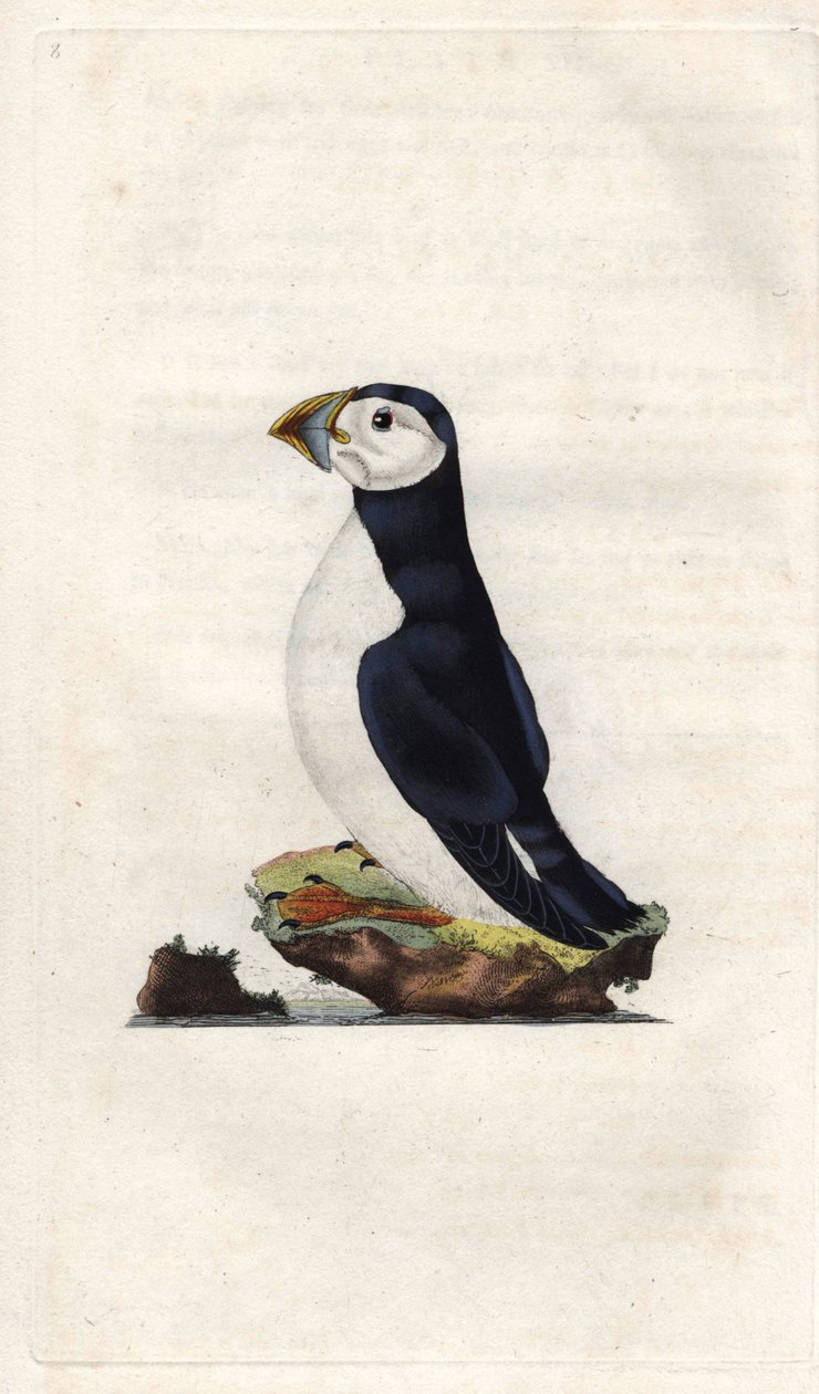 Munkeskære. Fratercula arctica (Alca arctica). Kobberstik af Edward Donovan (1768-1837), udgivet i Natural History of British Birds, London af Edward Donovan