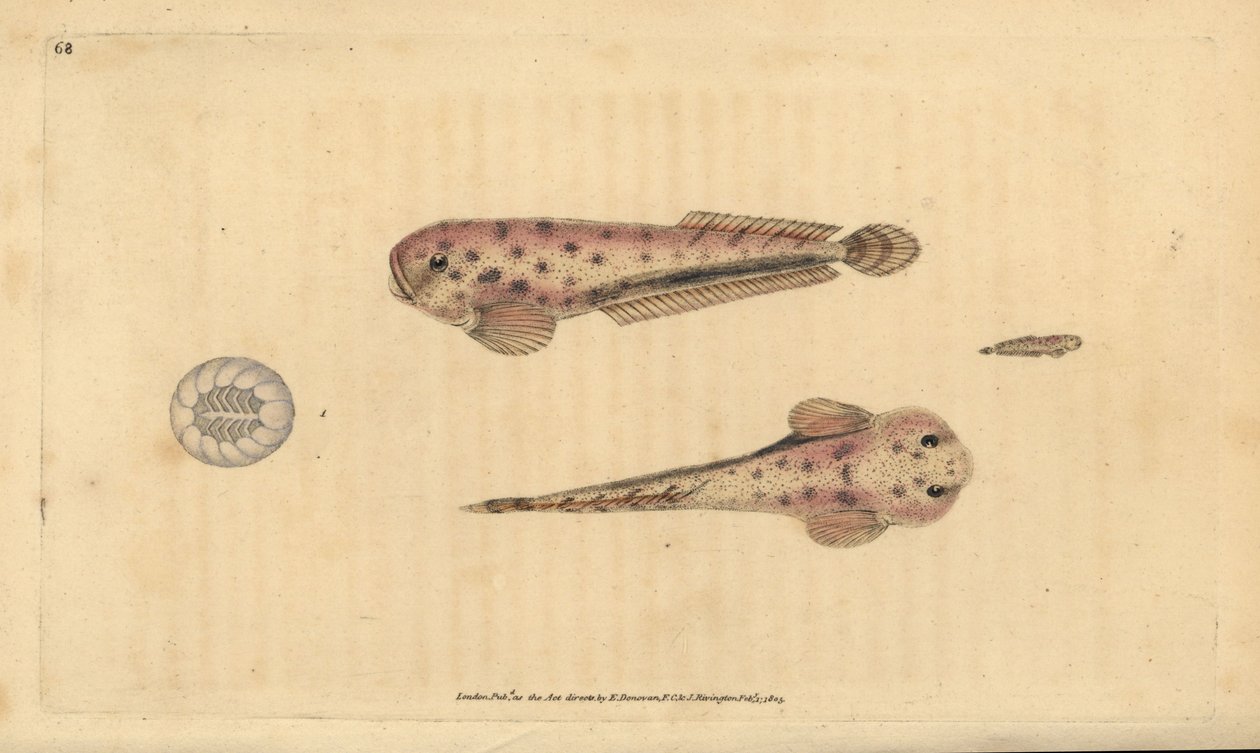 Montaguas havsnegl, Liparis montagui (Diminutiv klumpsuger, Cyclopterus montagui). Håndfarvet kobberplade tegnet og indgraveret af Edward Donovan fra hans Natural History of British Fishes, Donovan og F.C. og J. Rivington, London af Edward Donovan