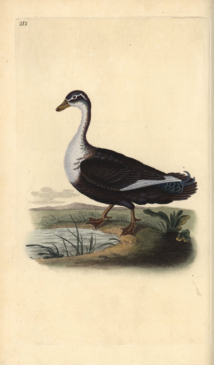 Moskusand (variant), Cairina moschata. Håndfarvet kobberplade tegnet og graveret af Edward Donovan fra hans egen "Natural History of British Birds," London af Edward Donovan