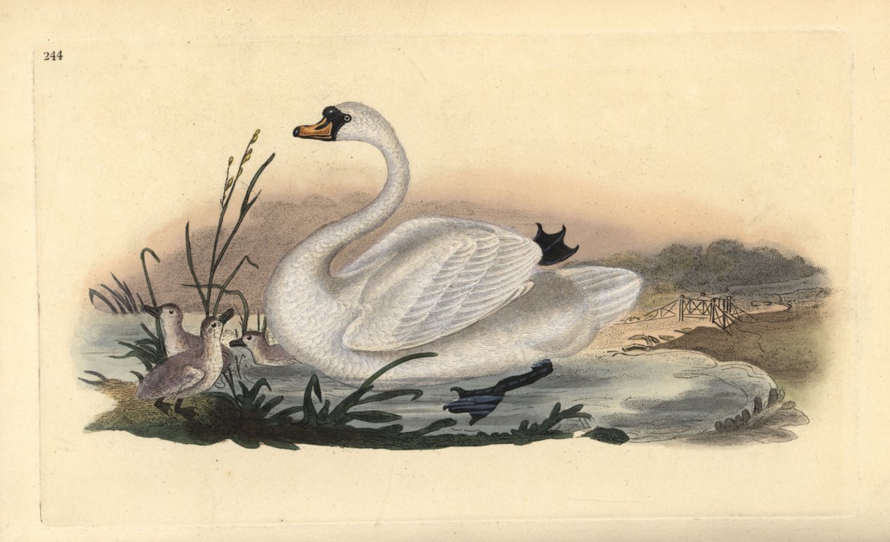 Knopsvane, Cygnus olor, med unger. Håndfarvet kobberplade tegnet og graveret af Edward Donovan fra hans egen "Natural History of British Birds," London af Edward Donovan