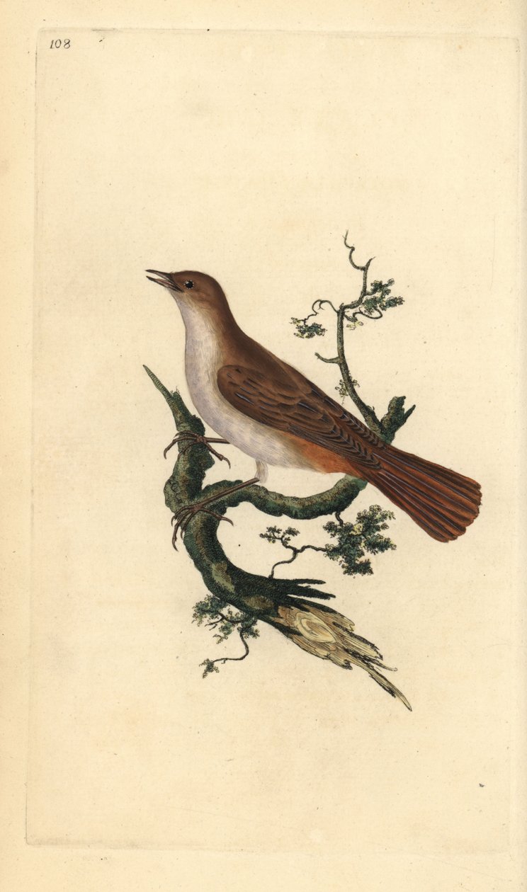 Nattergal, Luscinia megarhynchos. Håndfarvet kobberplade tegnet og graveret af Edward Donovan fra hans egen "Natural History of British Birds," London af Edward Donovan