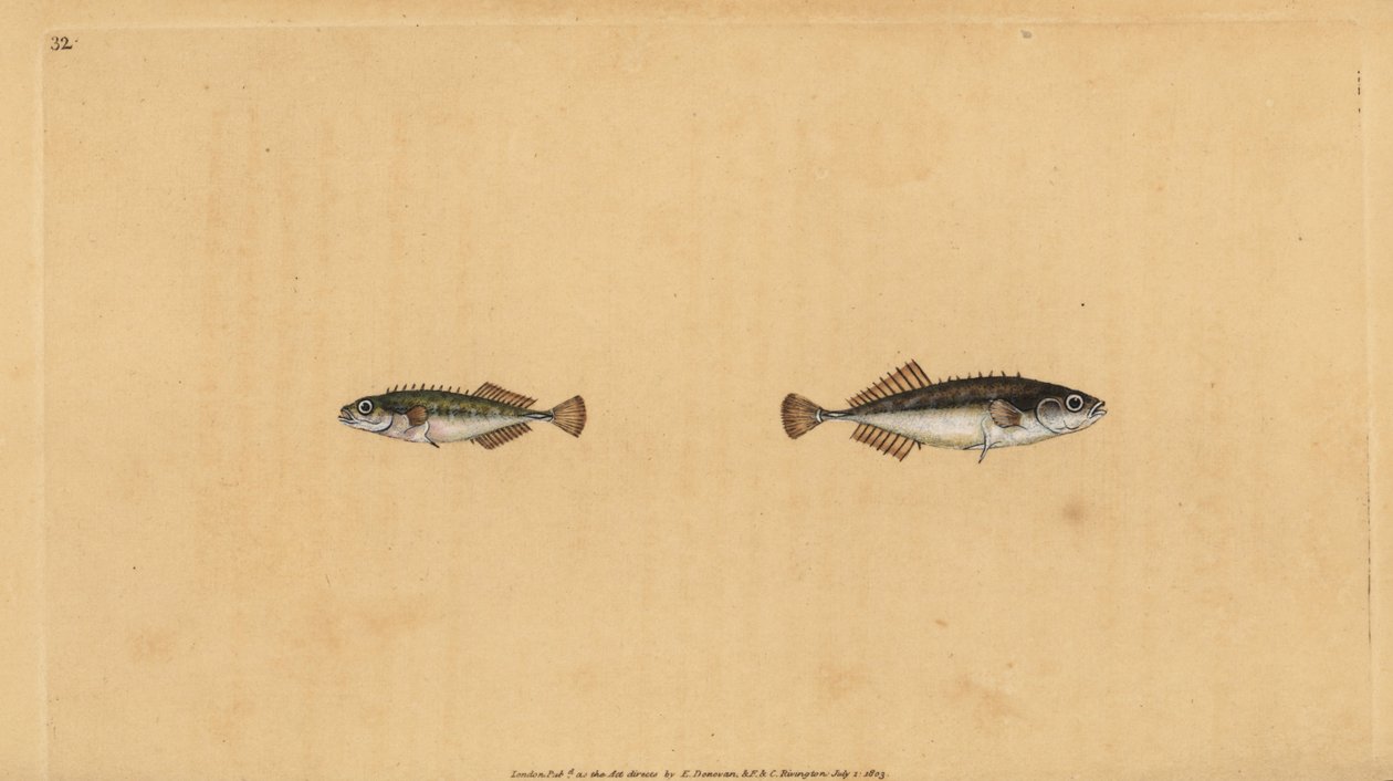 Ninepine stickleback, Pungitius pungitius (mindre eller ti-pigget stickleback, Gasterosteus pungitius). Håndfarvet kobberplade tegnet og indgraveret af Edward Donovan fra hans Natural History of British Fishes, Donovan og F.C. og J. Rivington, London af Edward Donovan