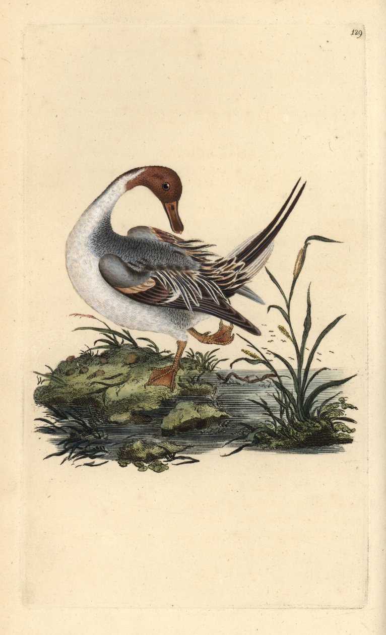 Nordlig haleand, Anas acuta. Håndfarvet kobberplade tegnet og graveret af Edward Donovan fra hans egen "Natural History of British Birds" (1794-1819). Edward Donovan (1768-1837) var en anglo-irsk amatørzoolog, forfatter, kunstner og gravør. Han w af Edward Donovan
