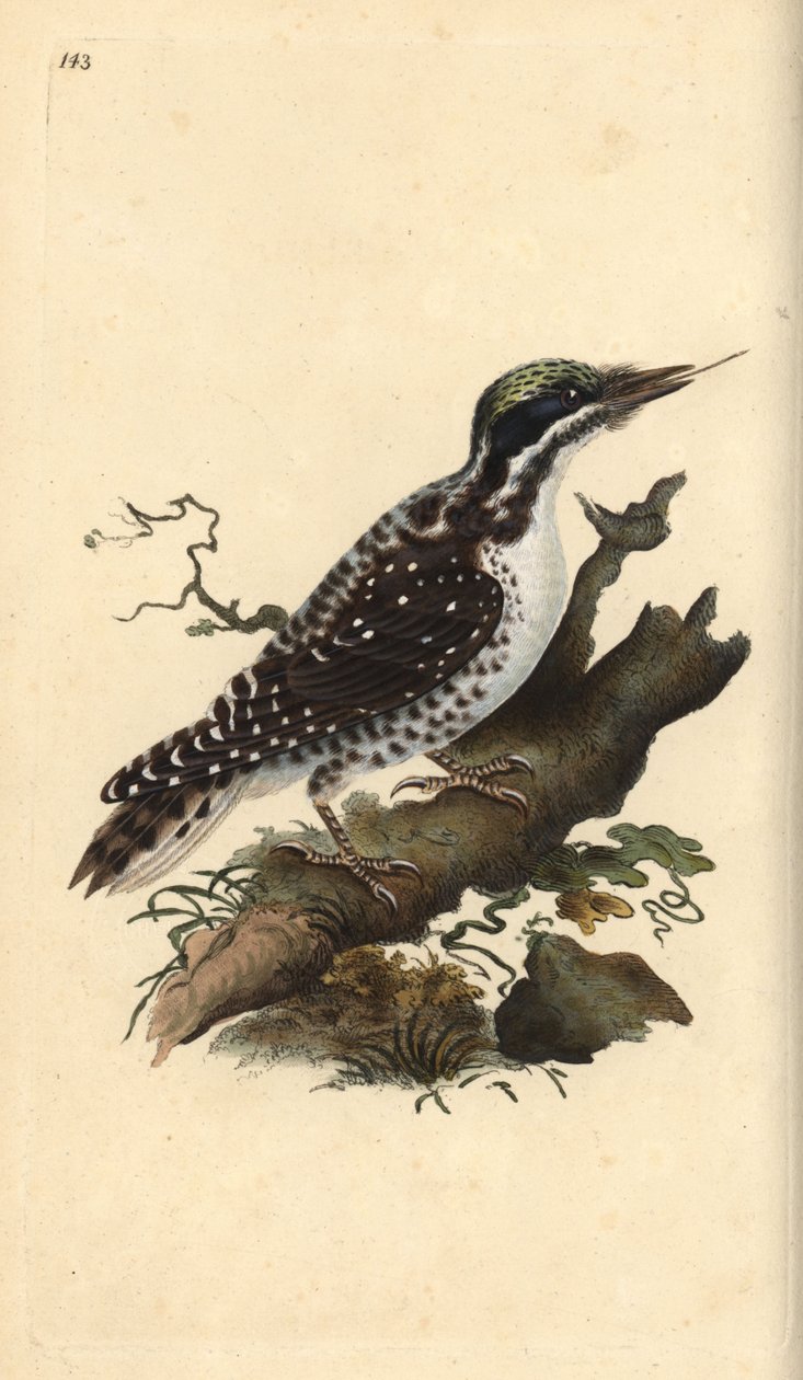 Nordlig tretået spætte. Picoides tridactylus. Håndkoloreret kobberstik tegnet og graveret af Edward Donovan efter hans egen "Natural History of British Birds", London. af Edward Donovan