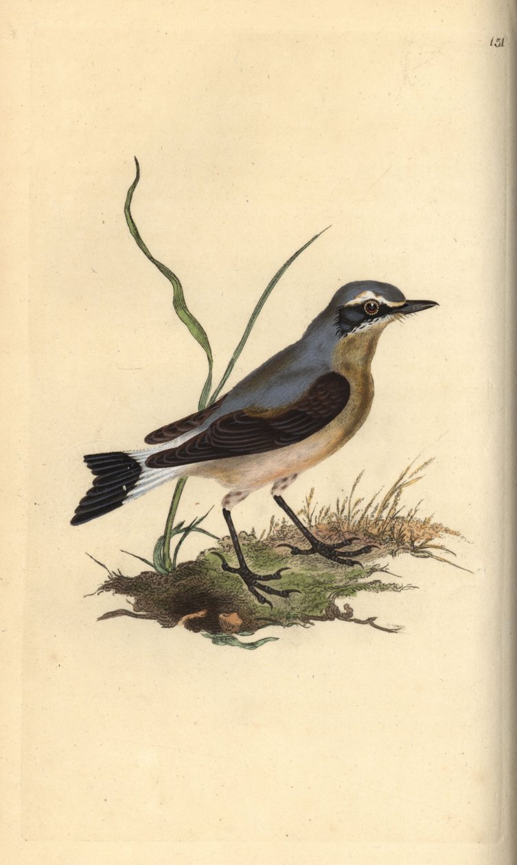Nordlig hvede, Oenanthe oenanthe. Håndfarvet kobberplade tegnet og graveret af Edward Donovan fra hans egen "Natural History of British Birds," London af Edward Donovan