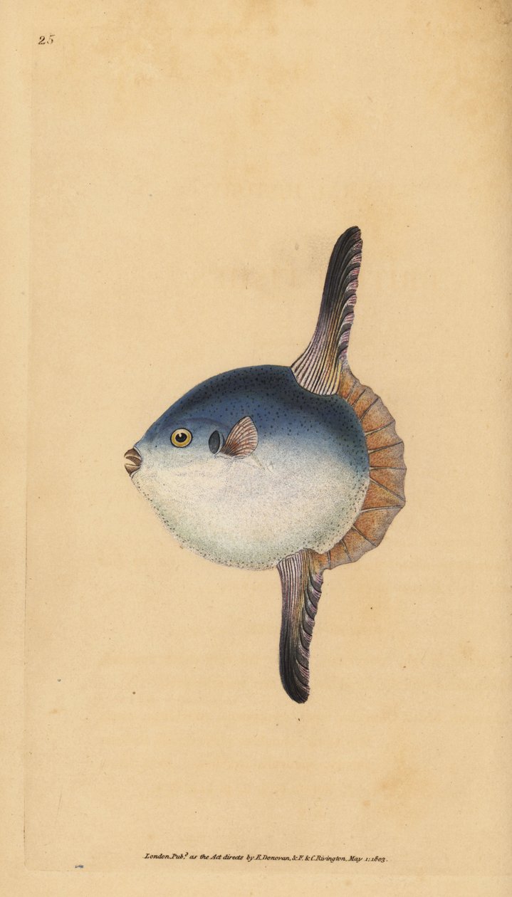 Ocean solfisk, Mola mola. Sårbar. (Solfisk, Tetrodon mola). Håndfarvet kobberplade tegnet og indgraveret af Edward Donovan fra hans Natural History of British Fishes, Donovan og F.C. og J. Rivington, London af Edward Donovan