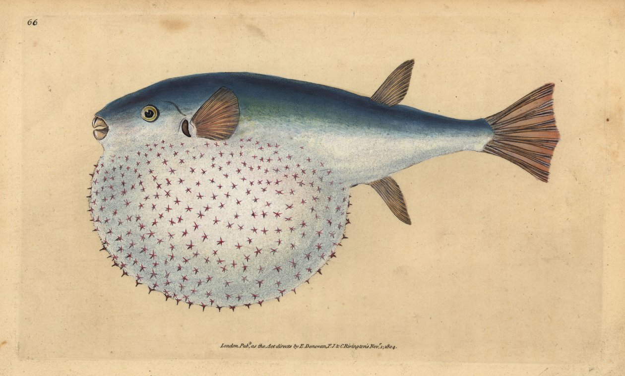 Oceanisk puffer, Lagocephalus lagocephalus (Stelleret globe-fisk, Tetrodon stellatus). Håndfarvet kobberplade tegnet og indgraveret af Edward Donovan fra hans Natural History of British Fishes, Donovan og F.C. og J. Rivington, London af Edward Donovan