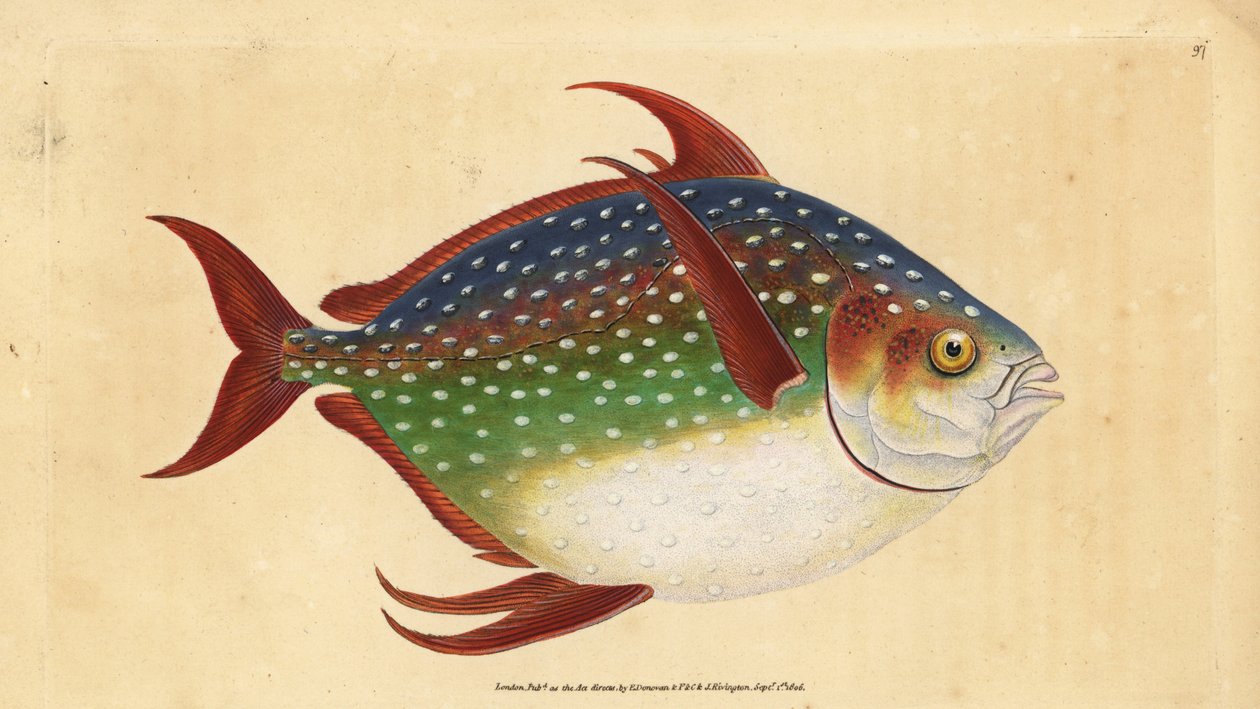 Opah eller kongefisk, Lampris guttatus (Zeus luna). Håndfarvet kobberplade tegnet og indgraveret af Edward Donovan fra hans Natural History of British Fishes, Donovan og F.C. og J. Rivington, London af Edward Donovan