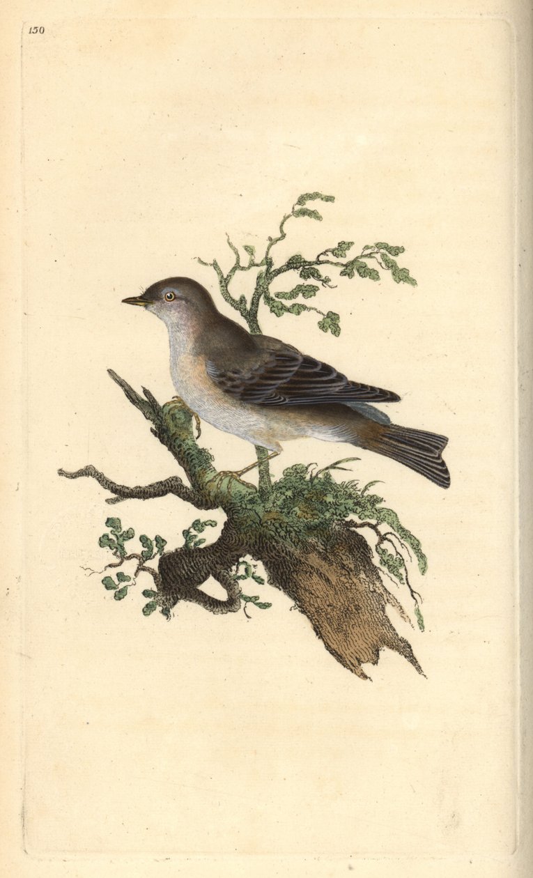 Orphean warbler, Sylvia hydrtensis, eller større pettychaps. Håndkoloreret kobberstik tegnet og graveret af Edward Donovan efter hans egen "Natural History of British Birds", London af Edward Donovan