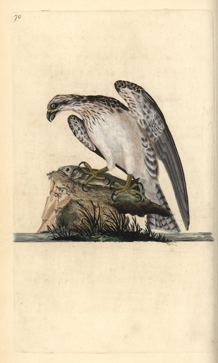 Fiskeørn, Pandion haliaetus, stående på en fanget fisk. Håndfarvet kobberplade tegnet og graveret af Edward Donovan fra hans egen "Natural History of British Birds," London af Edward Donovan