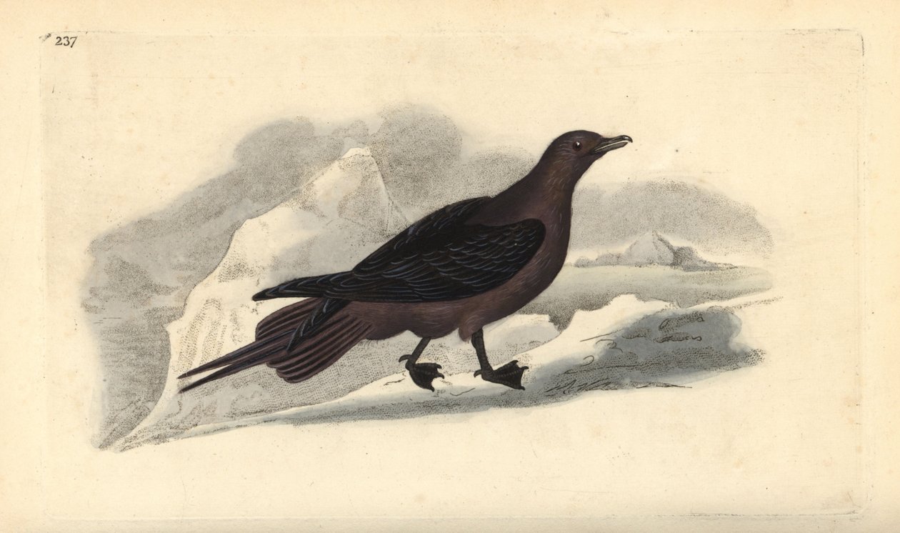 Parasitisk Jæger, Stercorarius parasiticus. Håndfarvet kobberplade tegnet og graveret af Edward Donovan fra hans egen "Natural History of British Birds," London af Edward Donovan