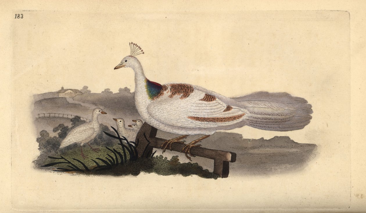 Påfuglefod, Pavo cristatus, hun med unger. Håndfarvet kobberplade tegnet og graveret af Edward Donovan fra hans egen "Natural History of British Birds," London af Edward Donovan