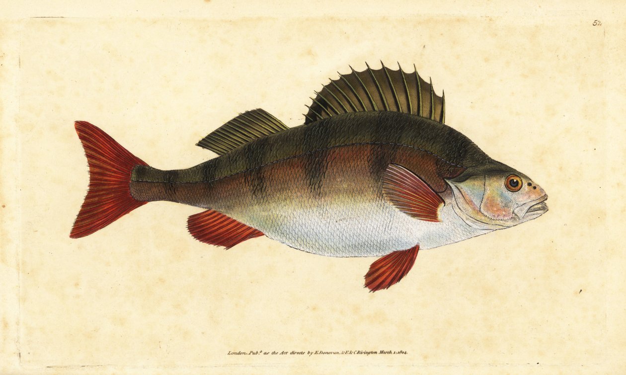 Aborre, Perca fluviatilis. Håndfarvet kobberplade tegnet og indgraveret af Edward Donovan fra hans Natural History of British Fishes, Donovan og F.C. og J. Rivington, London af Edward Donovan