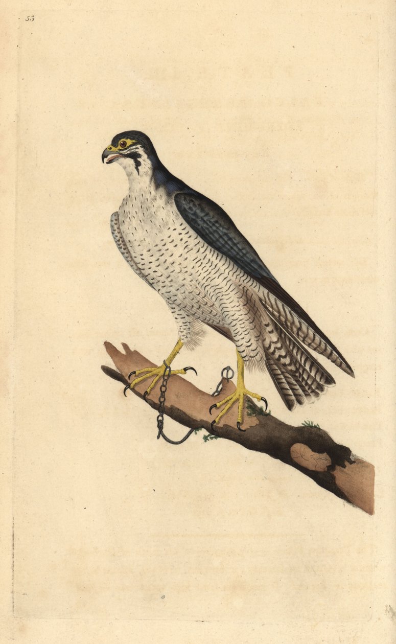 Vandrefalk, Falco peregrinus, lænket til en gren. Håndfarvet kobberplade tegnet og graveret af Edward Donovan fra hans egen "Natural History of British Birds," London af Edward Donovan