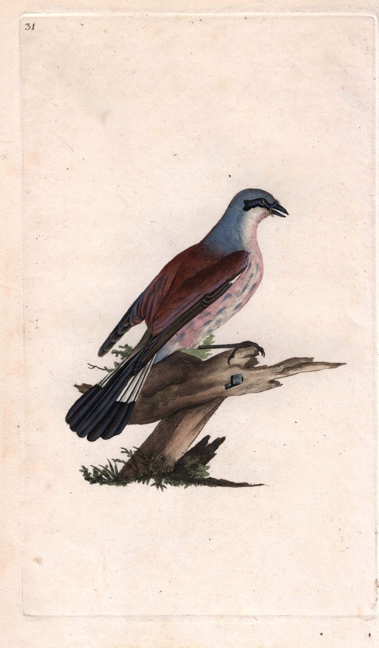 Flayer Shrike Magpie. Lanius collurio. Kobberstik af Edward Donovan (1768-1837), udgivet i Natural History of British Birds, London af Edward Donovan