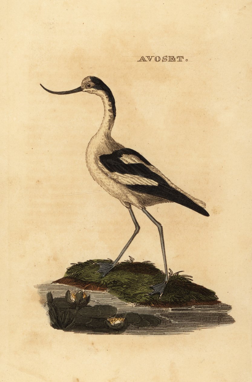 Pied avocet, Recurvirostra avocetta af Edward Donovan