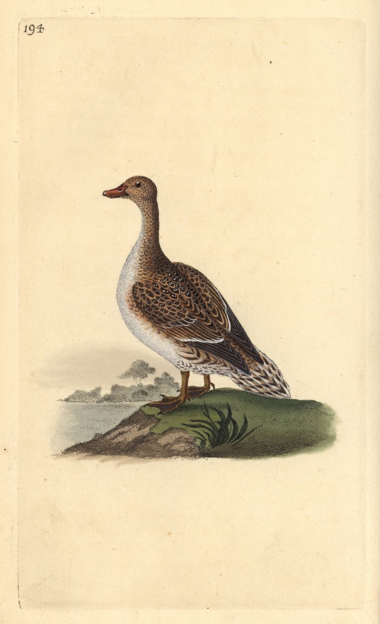 Nålehale, Anas acuta, hun. Håndfarvet kobberplade tegnet og graveret af Edward Donovan fra hans egen "Natural History of British Birds," London af Edward Donovan
