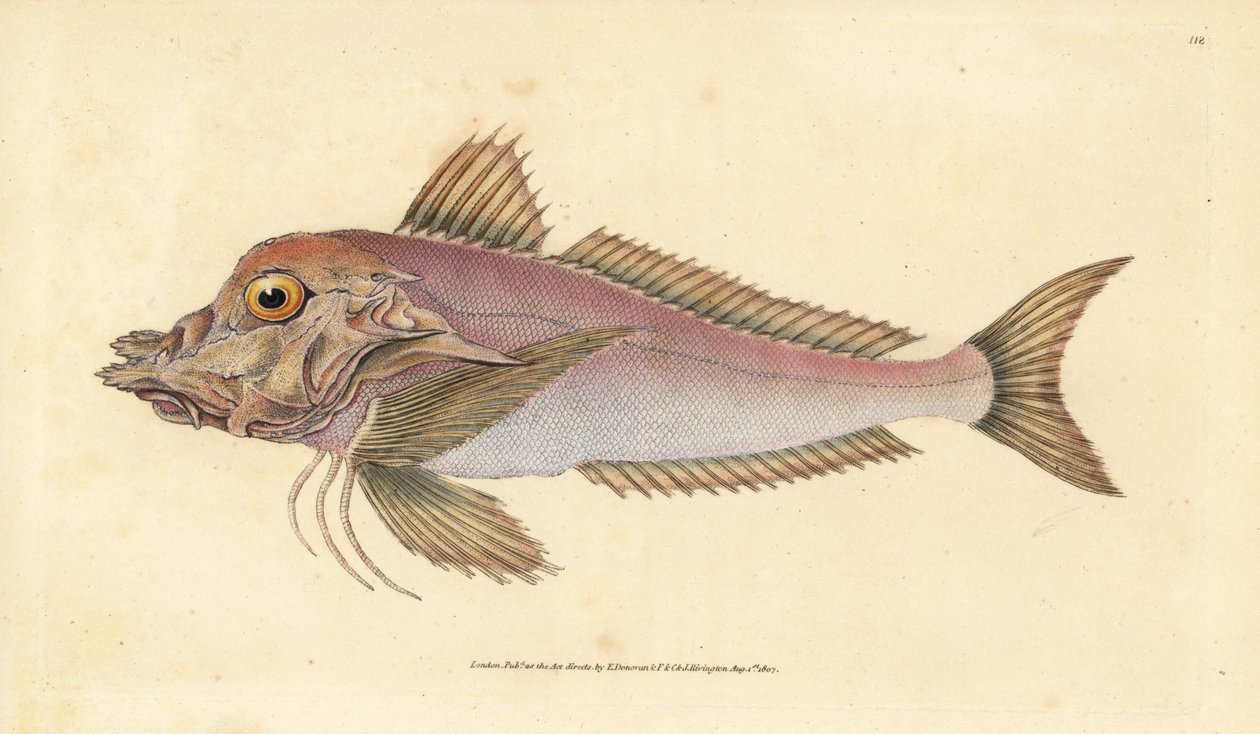 Piper, Trigla lyra. Håndfarvet kobberplade tegnet og indgraveret af Edward Donovan fra hans Natural History of British Fishes, Donovan og F.C. og J. Rivington, London af Edward Donovan