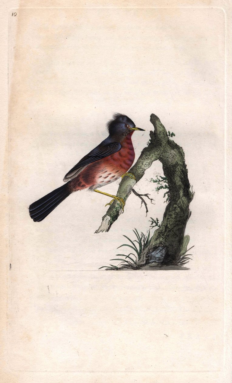 Pitchou warf. Sylvia undata (Sylvia dartfordiensis). Kobberstik af Edward Donovan (1768-1837), udgivet i Natural History of British Birds, London af Edward Donovan