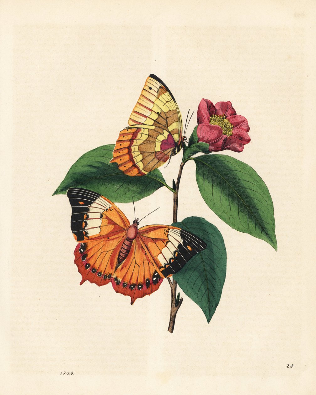 Almindelig rajah-sommerfugl, Charaxes psaphon (Nymphalis bernardus) på en kamelia. Kopieret fra Edward Donovan