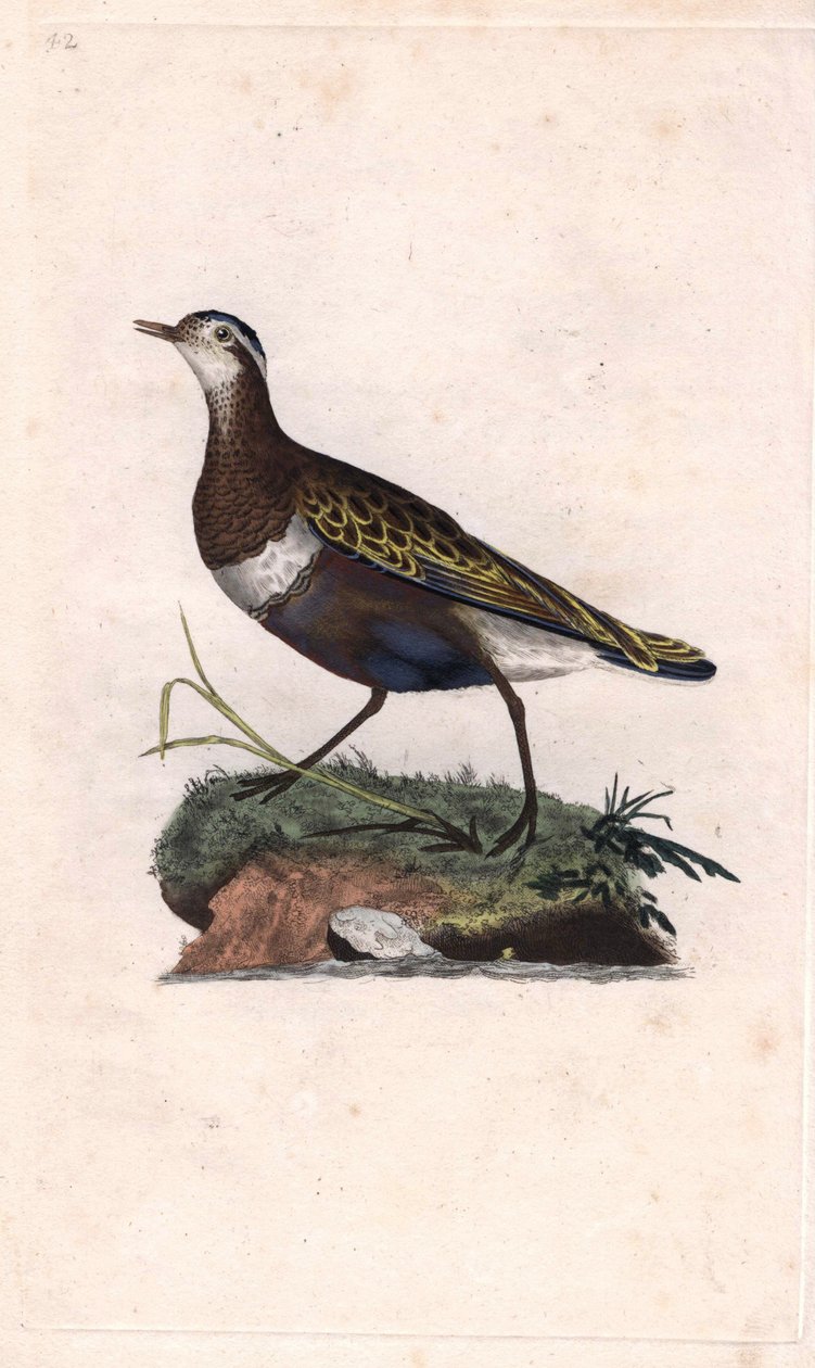 Plover. Eudromias morinellus (Charadrius morinellus). Kobberstik af Edward Donovan (1768-1837), udgivet i Natural History of British Birds, London af Edward Donovan