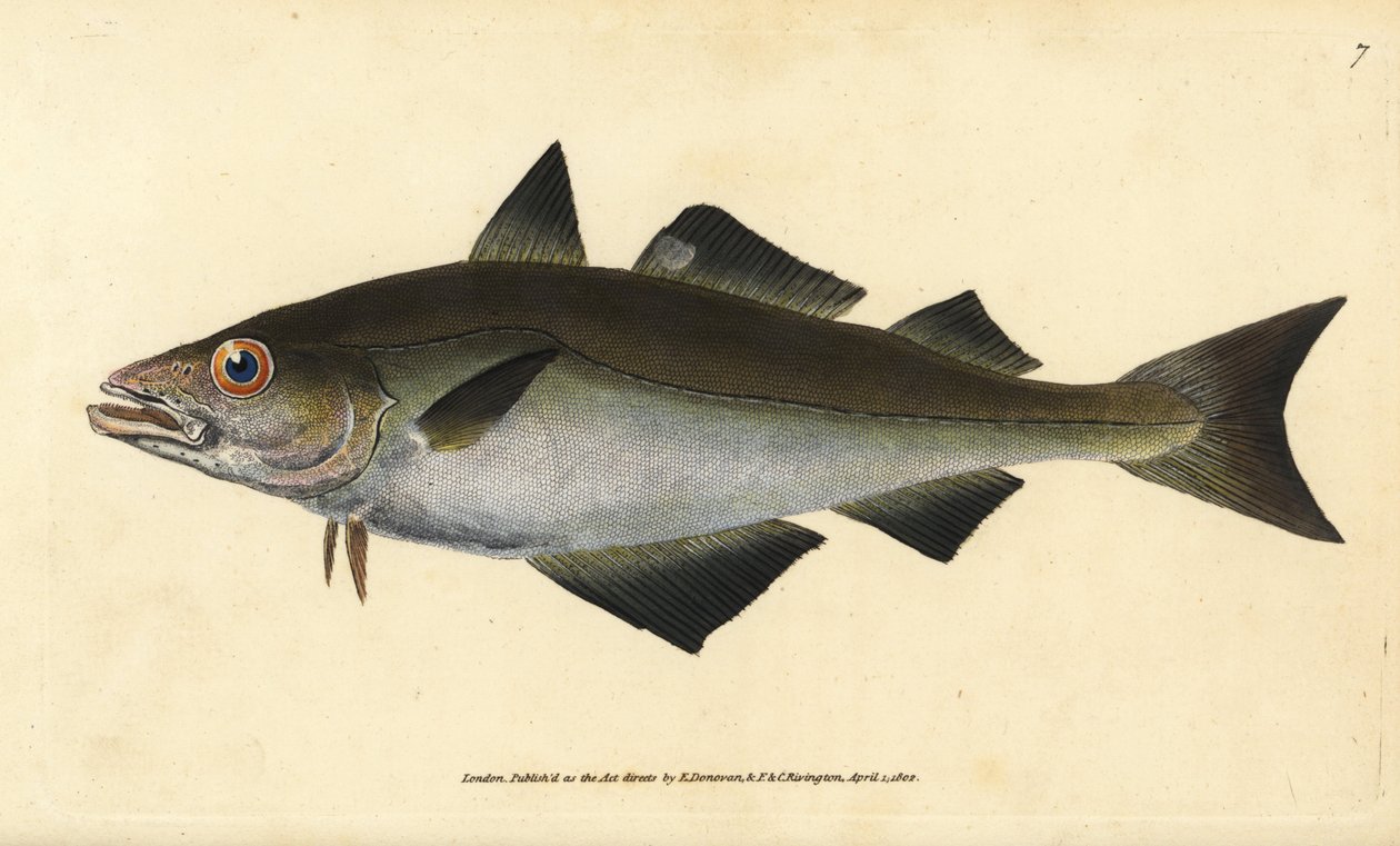 Sej, Pollachius pollachius (Hvidsej, Gadus pollachius). Håndfarvet kobberplade tegnet og indgraveret af Edward Donovan fra hans Natural History of British Fishes, Donovan og F.C. og J. Rivington, London af Edward Donovan