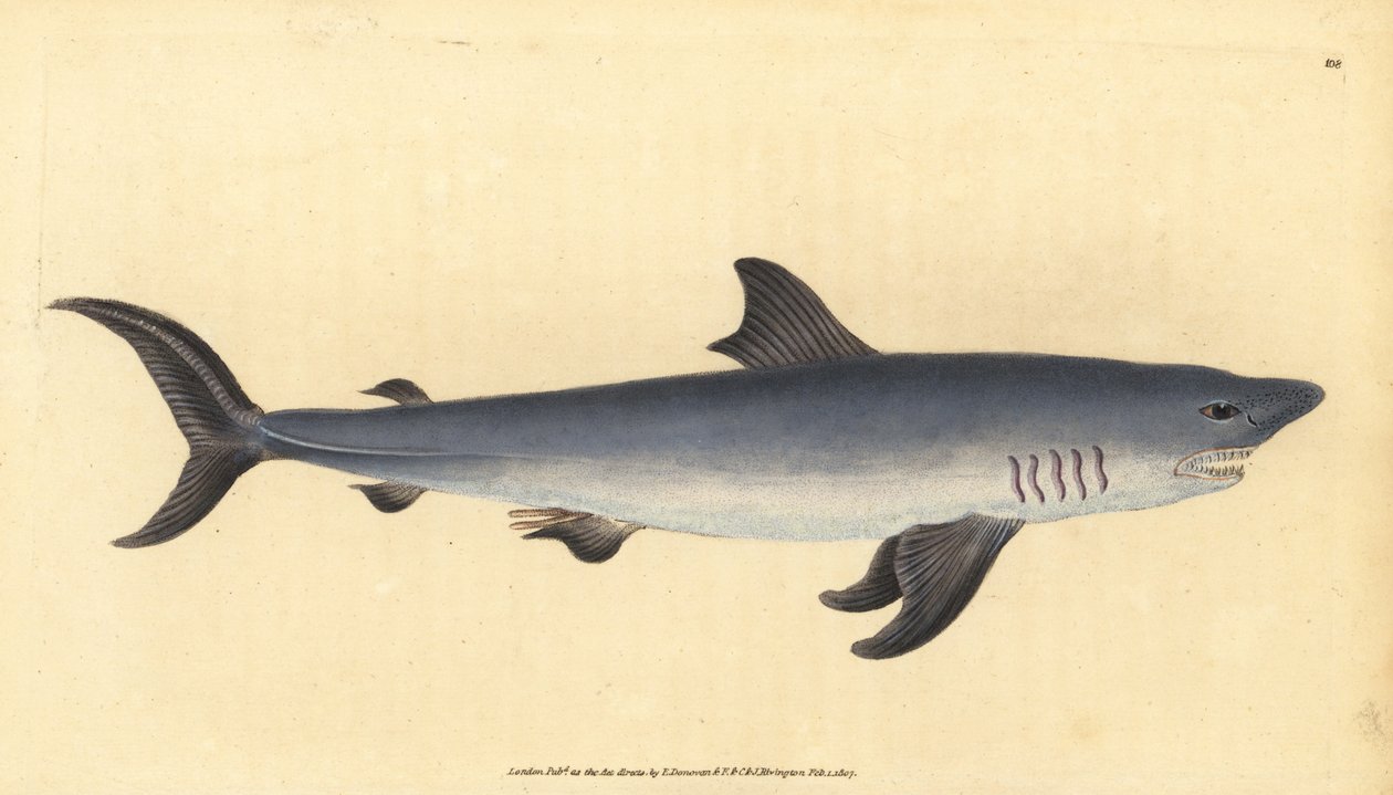 Porbeagle, Lamna nasus. Sårbar. (Pinhaj, Squalus cornubicus). Håndfarvet kobberplade tegnet og indgraveret af Edward Donovan fra hans Natural History of British Fishes, Donovan og F.C. og J. Rivington, London af Edward Donovan