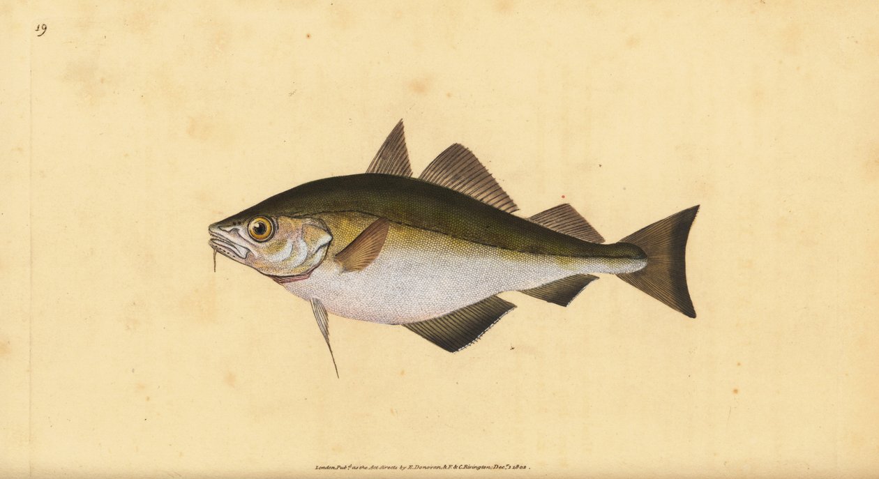 Skurtmund, Trisopterus luscus (Bib, Gadus luscus). Håndfarvet kobberplade tegnet og indgraveret af Edward Donovan fra hans Natural History of British Fishes, Donovan og F.C. og J. Rivington, London af Edward Donovan