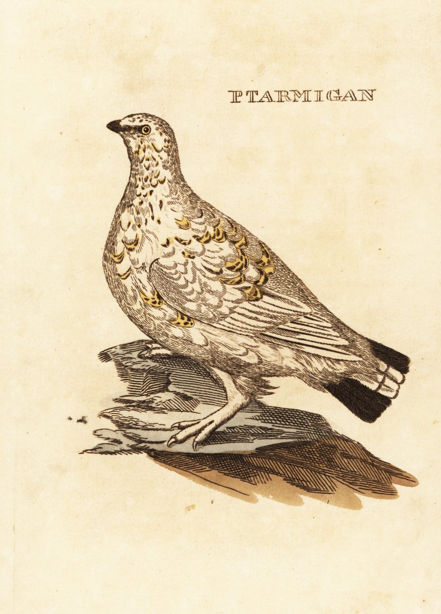 Rype eller hvidvildt, Lagopus lagopus af Edward Donovan