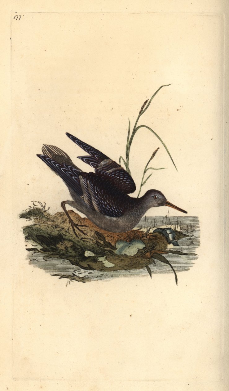 Lilla sandpiper, Calidris maritima. Håndfarvet kobberplade tegnet og graveret af Edward Donovan fra hans egen "Natural History of British Birds," London af Edward Donovan