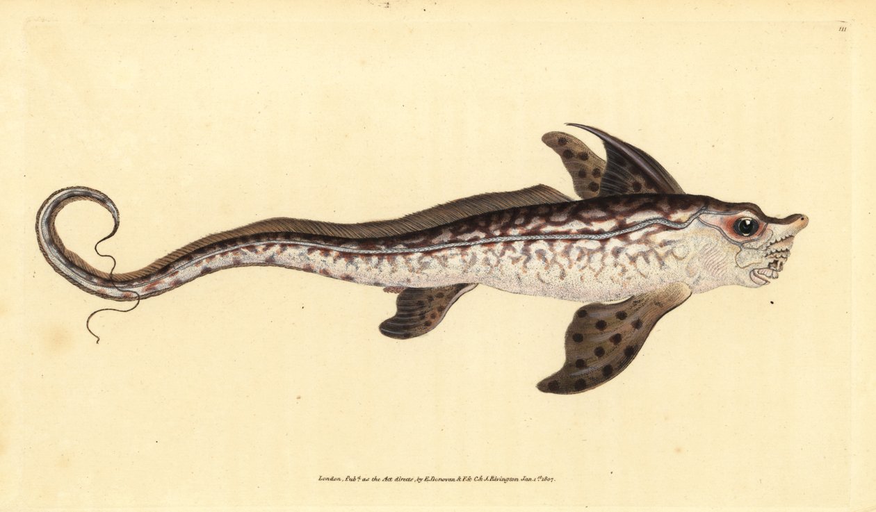 Kaninfisk eller havuhyre, Chimaera monstrosa. Nær truet. Håndfarvet kobberplade tegnet og indgraveret af Edward Donovan fra hans Natural History of British Fishes, Donovan og F.C. og J. Rivington, London af Edward Donovan