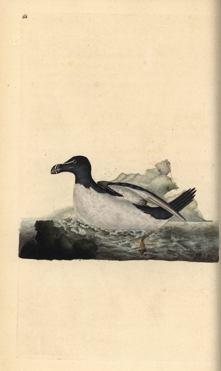 Alk, Alca torda. Håndfarvet kobberplade tegnet og graveret af Edward Donovan fra hans egen "Natural History of British Birds," London af Edward Donovan