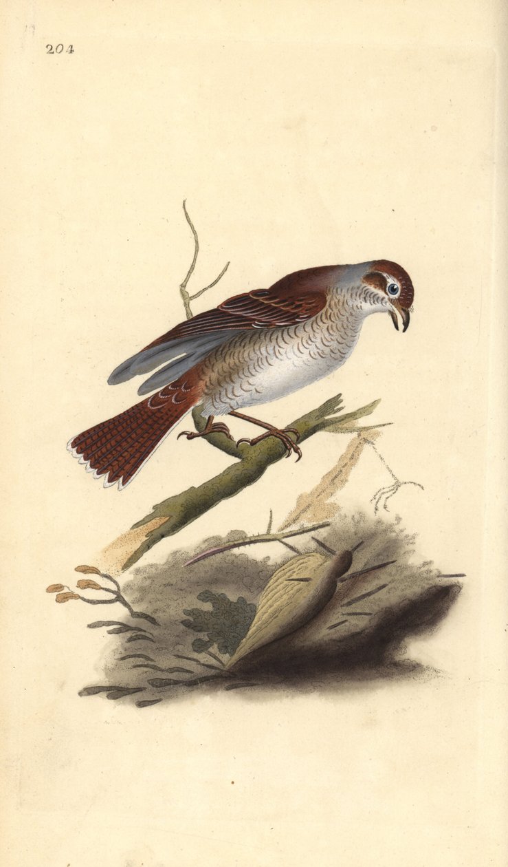 Rødrygget tobbe (hun), Lanius collurio. Håndfarvet kobberplade tegnet og graveret af Edward Donovan fra hans egen "Natural History of British Birds," London af Edward Donovan