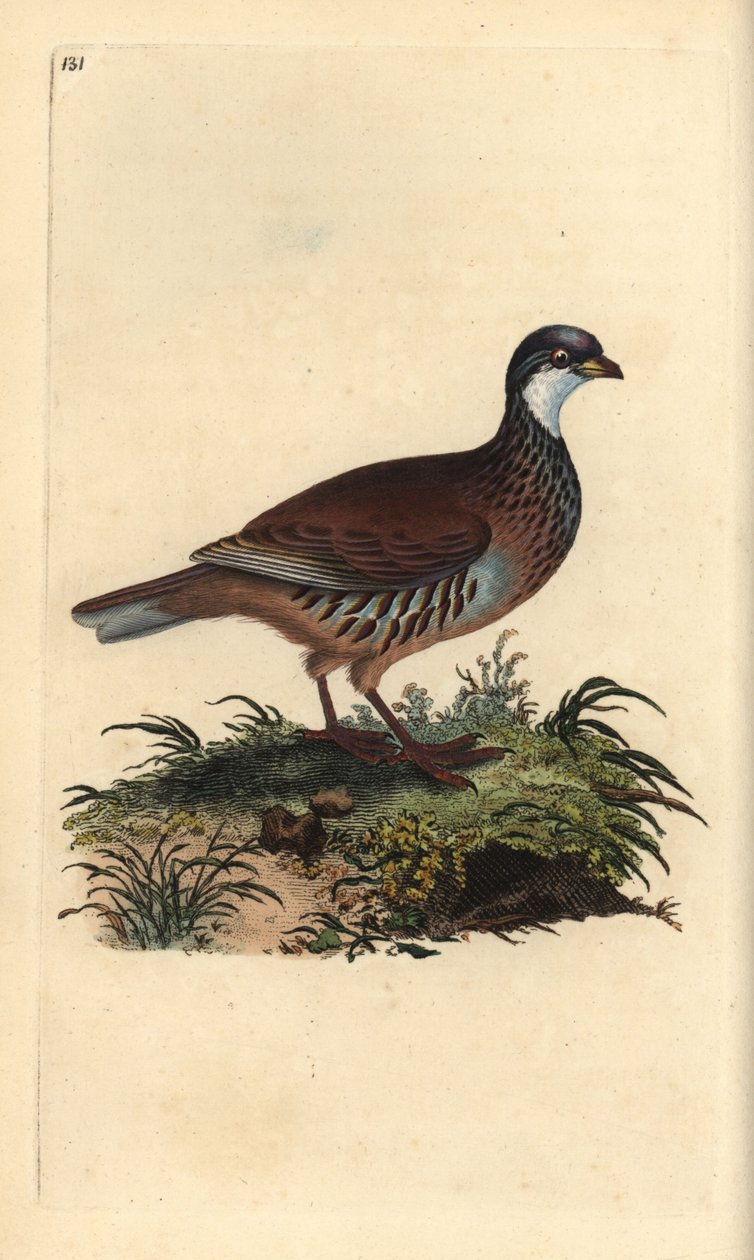 Rødbenet agerhøne, Alectoris rufa. Håndfarvet kobberplade tegnet og graveret af Edward Donovan fra hans egen "Natural History of British Birds" (1794-1819). Edward Donovan (1768-1837) var en anglo-irsk amatørzoolog, forfatter, kunstner og gravør. H af Edward Donovan