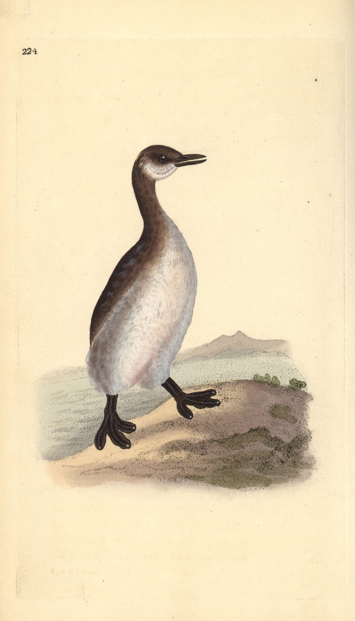 Rødhalset lappedykker (hun), Podiceps grisegena. Håndkoloreret kobberstik tegnet og graveret af Edward Donovan efter hans egen "Natural History of British Birds", London. af Edward Donovan