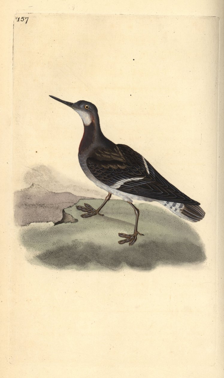 Rødhalset phalarope, Phalaropus lobatus. Håndfarvet kobberplade tegnet og graveret af Edward Donovan fra hans egen "Natural History of British Birds," London af Edward Donovan