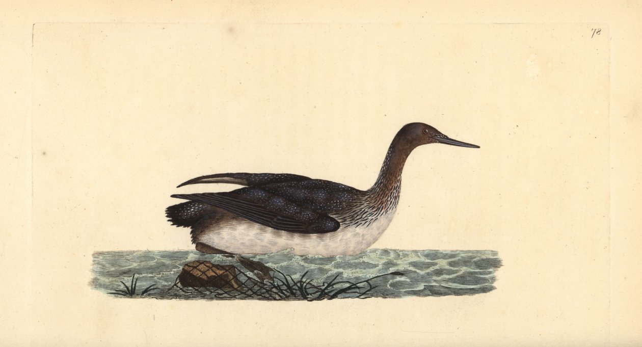 Rødstrubet lom eller dykker, Gavia stellata. Håndfarvet kobberplade tegnet og graveret af Edward Donovan fra hans egen "Natural History of British Birds," London af Edward Donovan