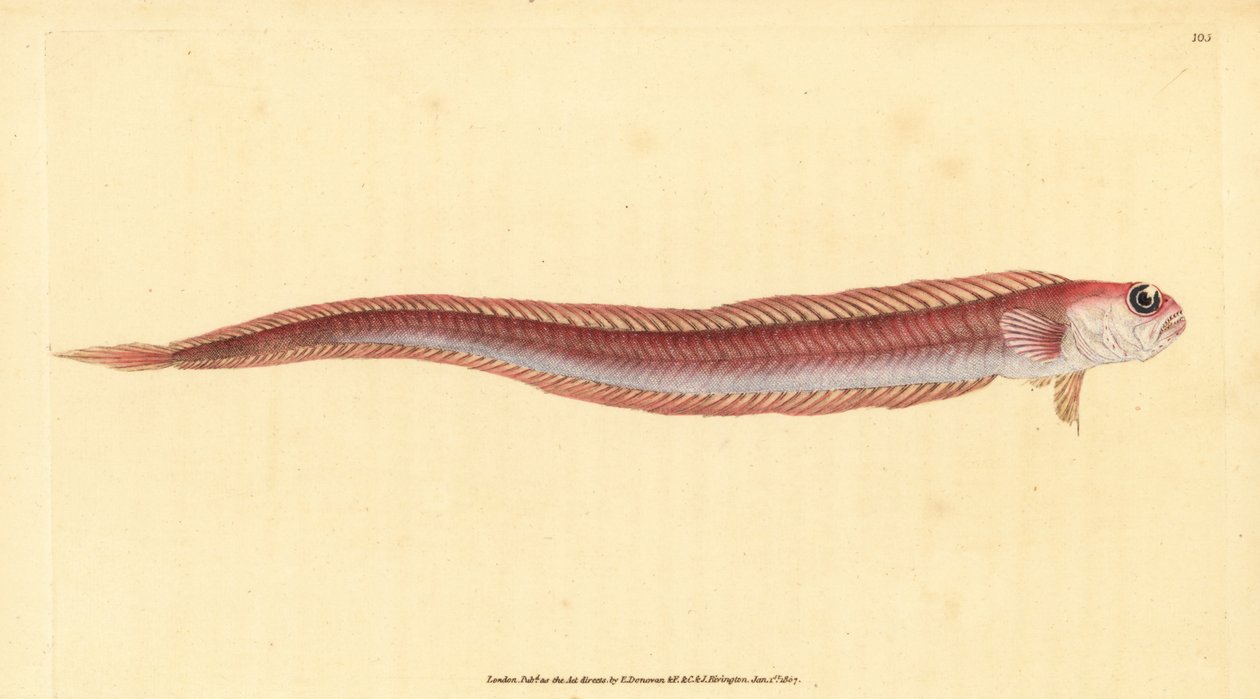 Rød båndfisk, Cepola macrophthalma (Rubescent båndfisk, Cepola rubescens). Håndfarvet kobberplade tegnet og indgraveret af Edward Donovan fra hans Natural History of British Fishes, Donovan og F.C. og J. Rivington, London af Edward Donovan