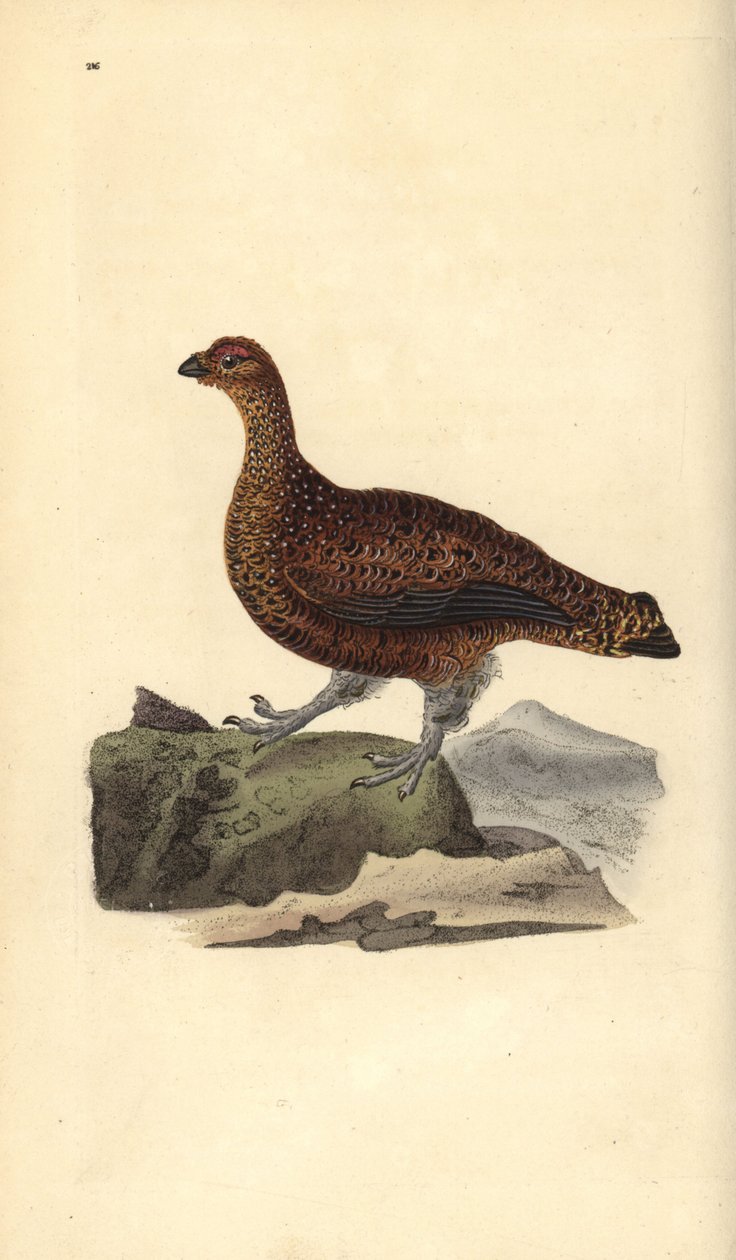 Rød rype (hun), Lagopus scotica. Håndfarvet kobberplade tegnet og graveret af Edward Donovan fra hans egen "Natural History of British Birds," London af Edward Donovan