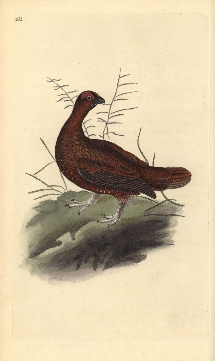 Rødhøns, Lagopus lagopus scotica. Håndkoloreret kobberstik tegnet og graveret af Edward Donovan efter hans egen "Natural History of British Birds", London af Edward Donovan