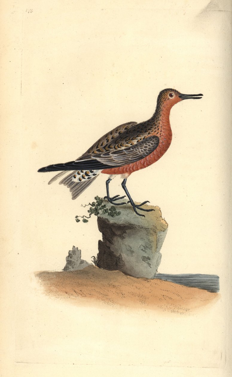Rød knude, Calidris canutus. Håndkoloreret kobberstik tegnet og graveret af Edward Donovan efter hans egen "Natural History of British Birds", London af Edward Donovan