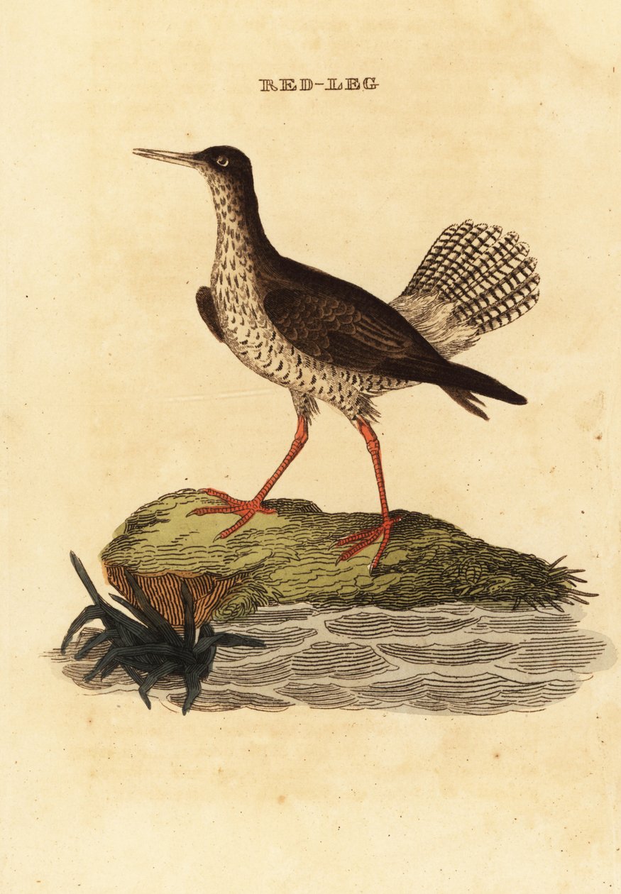 Rød skaft, Tringa totanus af Edward Donovan