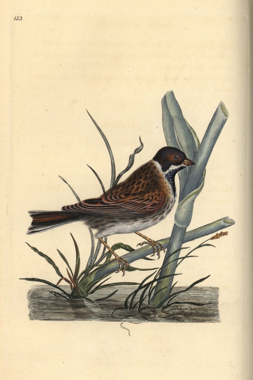 Rørspurv, Emberiza schoeniculus. Håndfarvet kobberplade tegnet og graveret af Edward Donovan fra hans egen "Natural History of British Birds," London af Edward Donovan