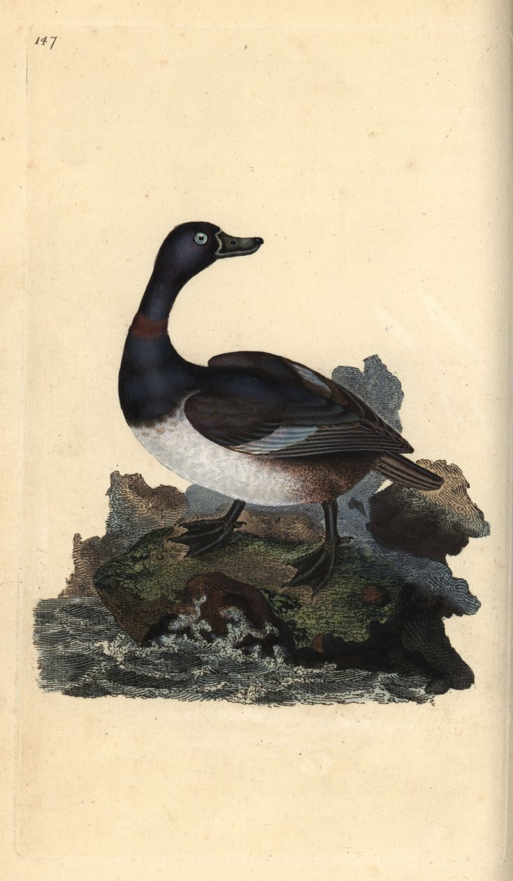 Ringhalset and, Aythya collaris. Håndfarvet kobberplade tegnet og graveret af Edward Donovan fra hans egen "Natural History of British Birds," London af Edward Donovan