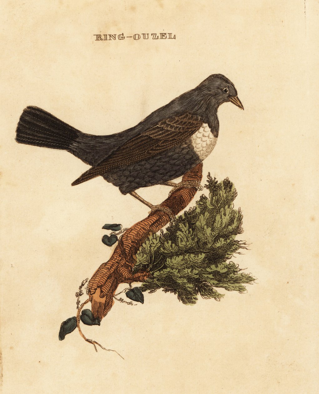 Ringouzel, Drossel af Edward Donovan
