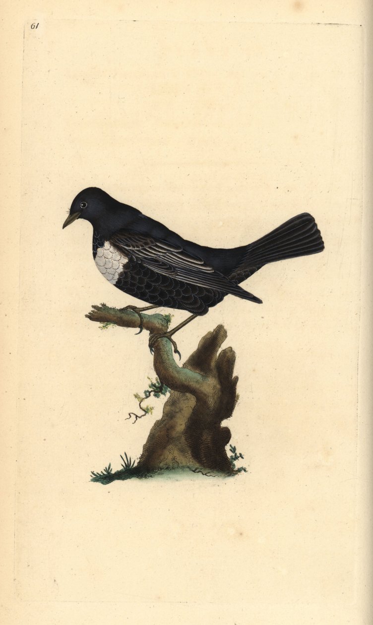 Ringouzel, Turdus torquatus. Håndfarvet kobberplade tegnet og graveret af Edward Donovan fra hans egen "Natural History of British Birds," London af Edward Donovan