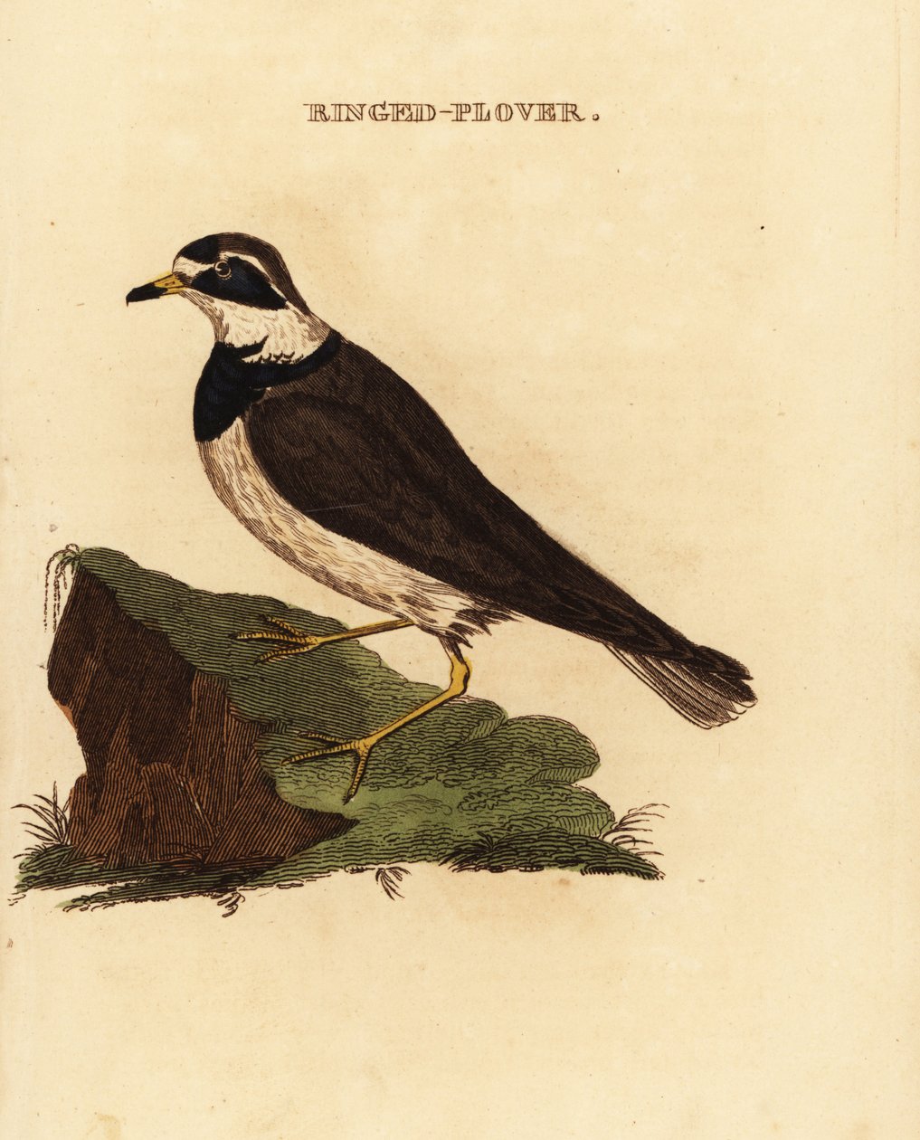 Ringhøne, Charadrius hiaticula af Edward Donovan