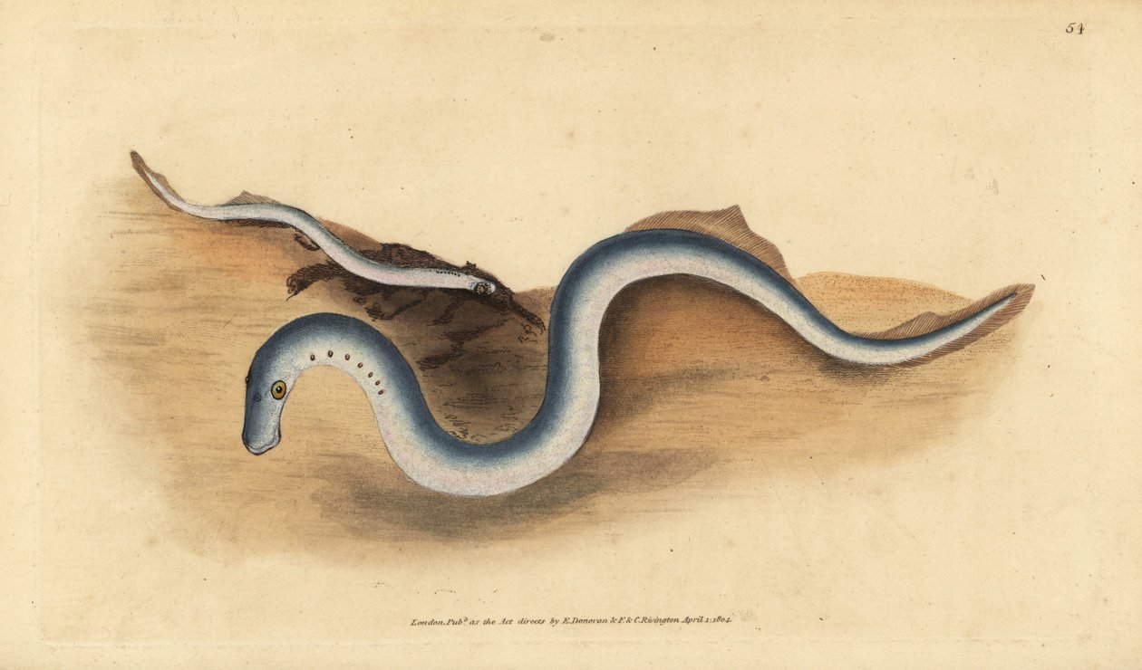 Flodlampret, Lampetra fluviatilis (Lampern eller mindre lampret, Petromyzon fluviatilis). Håndfarvet kobberplade tegnet og indgraveret af Edward Donovan fra hans Natural History of British Fishes, Donovan og F.C. og J. Rivington, London af Edward Donovan